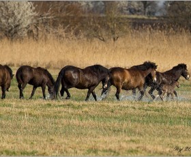 Wildpferde der Rasse Exmoor Pony im Alperstedter Ried